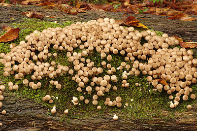 BUITEN BEELD Foto: 243473
