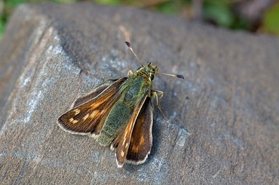 BUITEN BEELD Foto: 243485