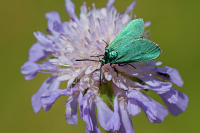 BUITEN BEELD Foto: 243491