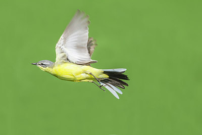 BUITEN BEELD Foto: 243516