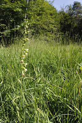 BUITEN BEELD Foto: 243521