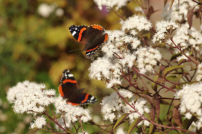 BUITEN BEELD Foto: 243532