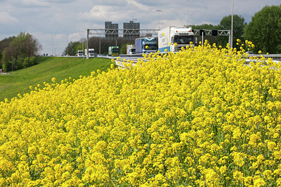 BUITEN BEELD Foto: 243549