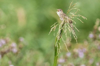 BUITEN BEELD Foto: 243626