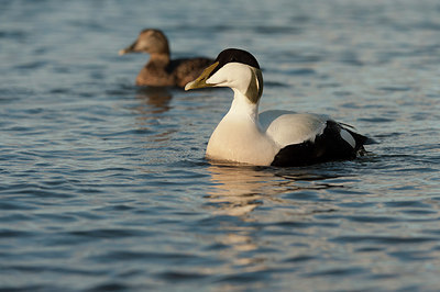 BUITEN BEELD Foto: 243631