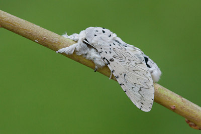 BUITEN BEELD Foto: 243644
