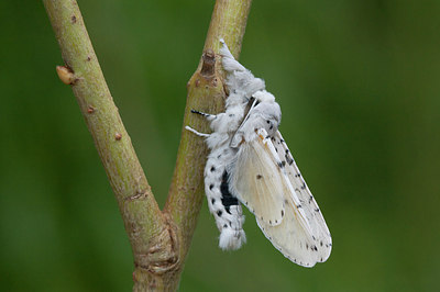 BUITEN BEELD Foto: 243646