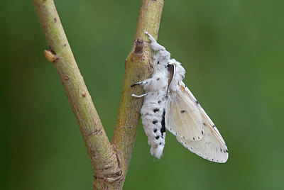 BUITEN BEELD Foto: 243647