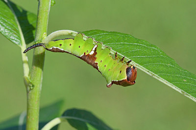 BUITEN BEELD Foto: 243652