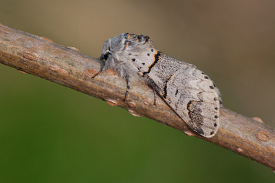 BUITEN BEELD Foto: 243655