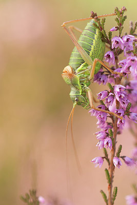 BUITEN BEELD Foto: 243656