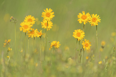 BUITEN BEELD Foto: 243668
