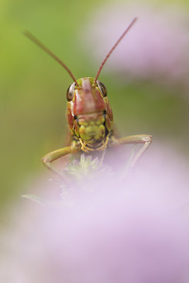 BUITEN BEELD Foto: 243685