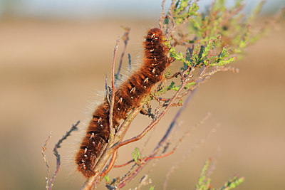 BUITEN BEELD Foto: 243689