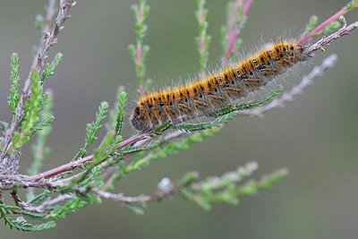 BUITEN BEELD Foto: 243691