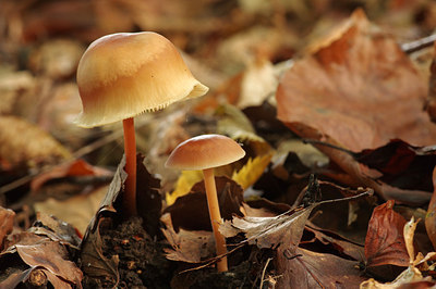 BUITEN BEELD Foto: 243705