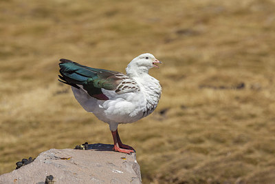 BUITEN BEELD Foto: 243734