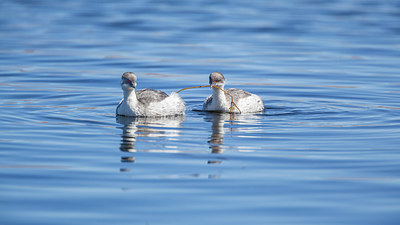 BUITEN BEELD Foto: 243740