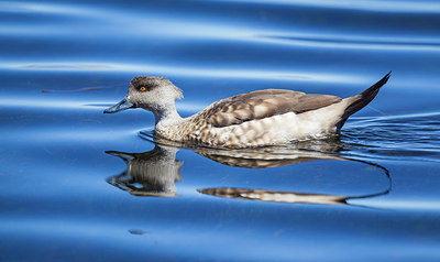 BUITEN BEELD Foto: 243743