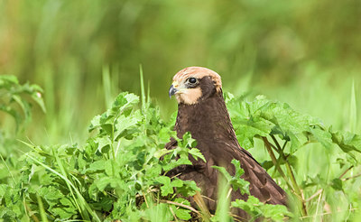 BUITEN BEELD Foto: 243781