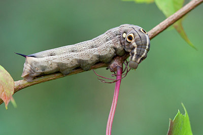 BUITEN BEELD Foto: 243937