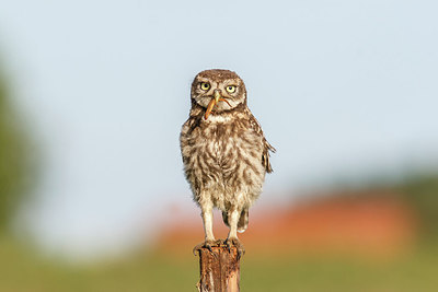 BUITEN BEELD Foto: 243942