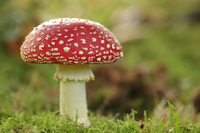 BUITEN BEELD Foto: 243950