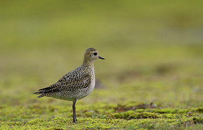 BUITEN BEELD Foto: 243955