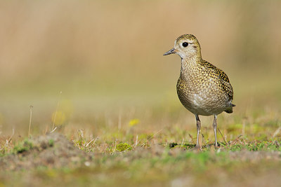 BUITEN BEELD Foto: 243957