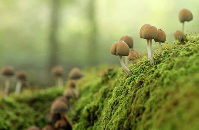 BUITEN BEELD Foto: 244006
