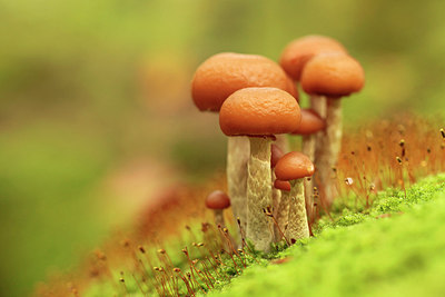BUITEN BEELD Foto: 244035