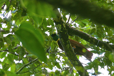 BUITEN BEELD Foto: 244037
