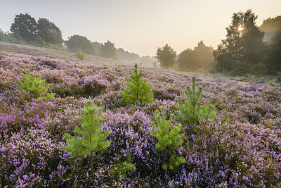 BUITEN BEELD Foto: 244048
