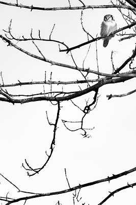 BUITEN BEELD Foto: 244054