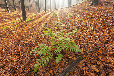 BUITEN BEELD Foto: 244110