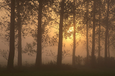 BUITEN BEELD Foto: 244118