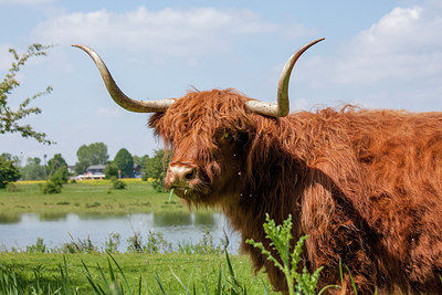 BUITEN BEELD Foto: 244157