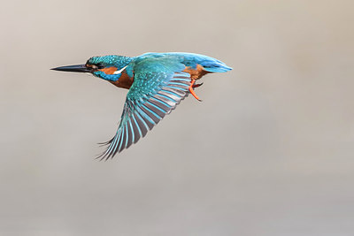 BUITEN BEELD Foto: 244161
