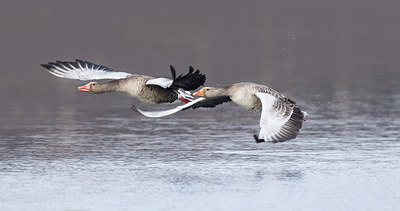 BUITEN BEELD Foto: 244162