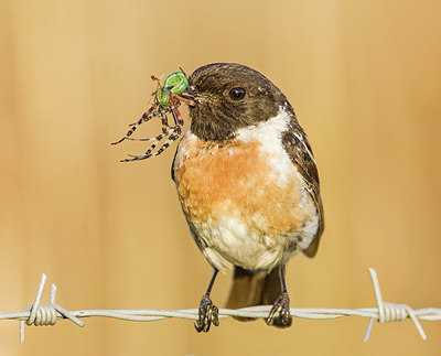 BUITEN BEELD Foto: 244182