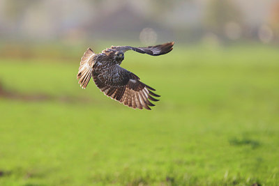 BUITEN BEELD Foto: 244186