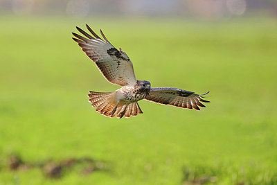 BUITEN BEELD Foto: 244187