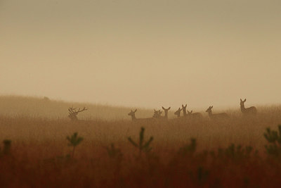 BUITEN BEELD Foto: 244198