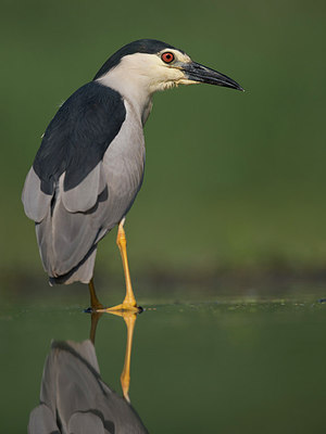 BUITEN BEELD Foto: 244207