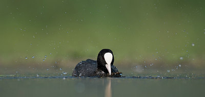 BUITEN BEELD Foto: 244220