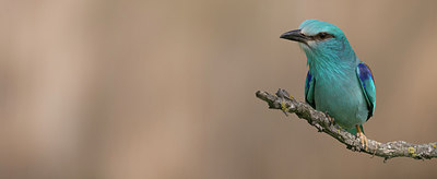 BUITEN BEELD Foto: 244234