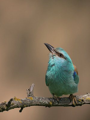 BUITEN BEELD Foto: 244237