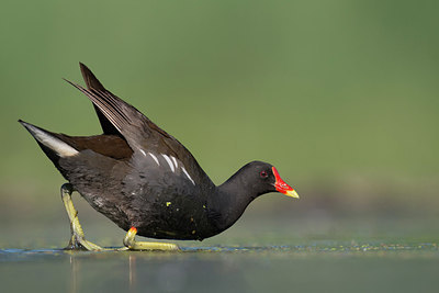 BUITEN BEELD Foto: 244249