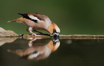 BUITEN BEELD Foto: 244254