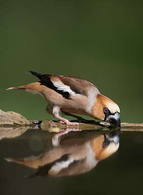 BUITEN BEELD Foto: 244255
